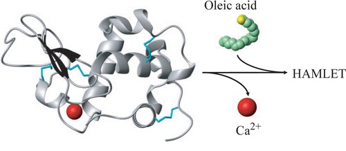Figure 1.  Schematic of HAMLET formation from α-lactalbumin and oleic acid. Partial unfolding is achieved by removal of calcium, and the unfolded protein binds oleic acid. Structures from pdbID 1HML Citation104 and 1LFO Citation105 were modified in MOLMOL Citation106.