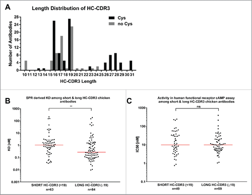 Figure 4. HC-CDR3 length of anti-GIPR chicken antibodies and effect on affinity and function. The histogram (A) lists the HC-CDR3 length distribution of cysteine-containing (black bars) vs. cysteine-free (gray bars) chicken-derived anti-GIPR antibodies. (B and C) list the affinities (KD) and antagonistic activities (IC50) among antibodies with short (< 19 amino acids) vs. long (≥ 19 amino acids) CDR3 sequences, respectively. The red lines indicate the population median. P-values were calculated using the Mann-Whitney test. ns - not significant; ** p<0.01.