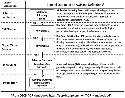 Figure 1. OECD adverse outcome pathway.