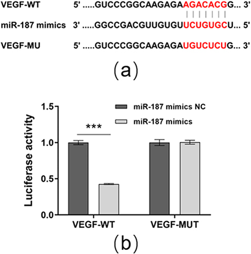 Figure 9 VEGF is a target gene of miR-187. (a) The target site between miR-187 and VEGF mRNA. (b) Results of Luciferase activity assay (***P<0.01).