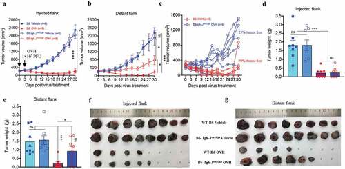 Figure 7. B cells were required for maximal antitumor efficacy of oncolytic virotherapy. (A, B) Evaluation of the antitumor effects of OVH therapy was carried out in wild-type C57BL/6 (B6) and JHT mice. Mice were s.c. inoculated with Hepa1-6 cells in both flanks and treated 10 days later and every 3 days thereafter until the total two dosages were finished, with OVH or vehicle. Black arrow indicates virus injection. Tumor growth of virus-injected (A) and distant (B) Hepa1-6 tumors. (C) Tumor growth of distant Hepa1-6 tumors in OVH-treated B6 and JHT mice. (D-G) The tumors in both flanks from each group were dissected and weighed at experiment termination (F, G). Tumor weight of virus-injected tumors (D) and distant tumors (E). All values are presented as the mean ± SEM. *P < .05, ***P < .001, ****P < .0001, ns, not significant by repeated measure ANOVA (A, B) or by one-way ANOVA (D, E)