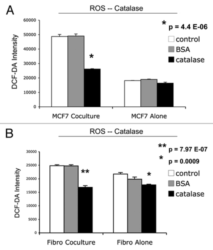 Figure 8 ROS production in MCF7 cells and fibroblasts at 2-days of co-culture: effects of catalase. At 2 d of co-culture, MCF7 cancer cells show a near three-fold induction of ROS production (A), while stromal fibroblasts have only minor increases in ROS production (B). Note that addition of extracellular catalase (an enzyme that detoxifies hydrogen peroxide to water) was sufficient to normalize ROS associated with co-cultured cancer cells (A). Under these conditions, an irrelevant protein (namely BSA) had no effect (A). Thus, it appear that ROS production starts in cancer cells, via the generation and secretion of hydrogen peroxide, and then spreads to adjacent stromal fibroblasts.