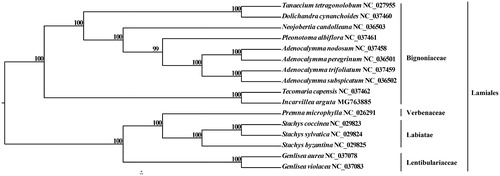 Figure 1. Maximum likelihood (ML) tree of I. arguta based on the chloroplast complete genome sequence.