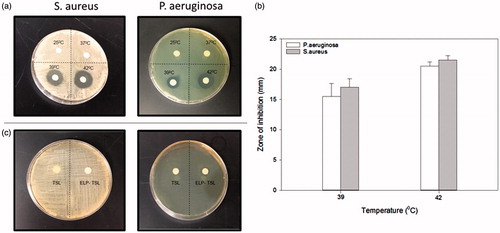 Figure 5. (a) Evaluation of thermosensitive release and killing of S. aureus and P. aeruginosa treated with ELP-TSL (DPPC:DSPC: Cholesterol:75:25:15 molar ratio) in 25% FBS, by disc diffusion method. The amount of drug on the disc ranges from 0 to 5 μg (b) Zones of inhibition for S. aureus and P. aeruginosa respectively. Bacterial killing was observed only at 39 °C and 42 °C. (c) Evaluation of toxicity of bland liposomes. No zone of inhibition was observed for S. aureus or P. aeruginosa, respectively, treated with TSL (without ELP) and bland ELP-TSL liposomes.