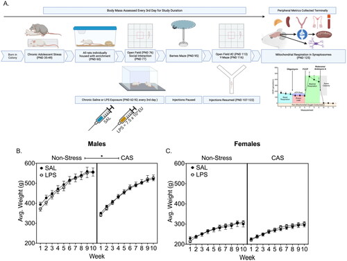 Figure 1. (A) Schematic of the experiment timeline. Male and female Wistar rats underwent a mixed modality chronic adolescent stress paradigm consisting of social defeat and restraint or remained non-stressed. Rats received an intraperitoneal injection of saline or LPS every 3 days for 9 weeks. On PND 125, central and peripheral tissues were collected. Weight was monitored throughout the experiment. A history of chronic stress slowed weight gain in males regardless of LPS challenge (B) but did not alter weight in females (C). *p < 0.05. Symbols represent mean ± SEM. Panel A was created using Biorender.com.