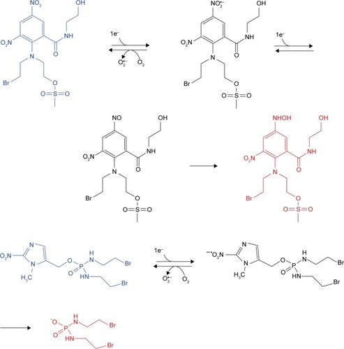 Figure 2 The hypoxia-activated mechanism of nitroaromatic/nitroimidazole prodrugs: PR-104, a phosphate ester pro-prodrug, could be triggered to release by phosphatases, and 5-hydroxylamino and 5-amino metabolites could be metabolized to release mustard moiety through NADPH:CP450 activation under bioreductive conditions. TH-302 can release bromo analog of isophosphoramide mustard.
