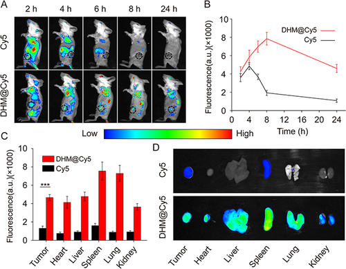 Figure 5 Kinetic biodistribution of micellar formulations in 4T1 tumor-bearing mice (n = 3). (A) In vivo kinetic fluorescence of Cy5 in 4T1 tumor-bearing mice up to 24 h after intravenous injection of free Cy5, DHM@Cy5 micelles. (B) Kinetic fluorescence quantification regarding Cy5 in tumors. (C) Semi-quantitative fluorescence summary of Cy5 level in healthy organs and tumors at the end of the biodistribution study. ***p < 0.001. (D) Ex vivo fluorescent analysis of Cy5 in tumors and other healthy organs 24 h post-dose administration.
