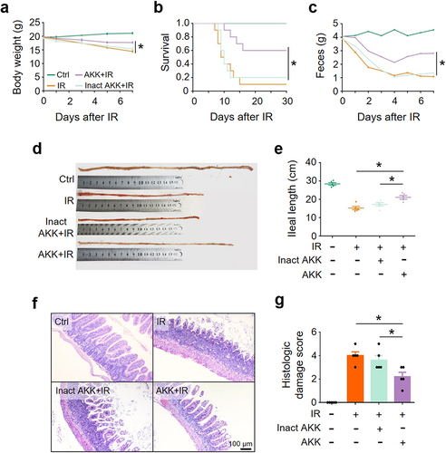 Figure 3. Viable A. muciniphila alleviates IR-induced intestinal damage.