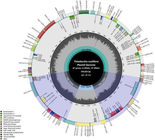 Figure 2. The entire map of Thladiantha nudiflora’s chloroplasts. The genes in the circle are transcribed clockwise while those on the outside are transcribed counterclockwise. Genes are colored differently according to their role. In the middle circle, the GC information is displayed in a deeper shade of gray, while the AT content is displayed in a lighter shade.
