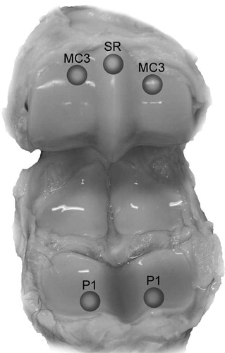 Figure 1. Osteochondral samples were prepared from equine metacarpophalangeal joints at 5 anatomical locations: medial and lateral proximal phalanx (P1), medial and lateral dorsoproximal areas of the condyles of the third metacarpal bone (MC3), and the sagittal ridge of the third metacarpal bone (SR).