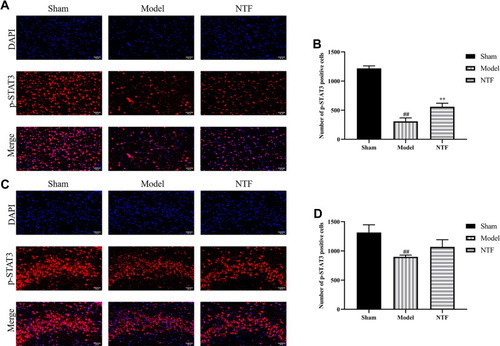 Figure 10 Effects of NTF 7 days prior to CIRI on expression of p-STAT3 of the ischemic cortex and hippocampus in rats 24 h after reperfusion. (A) Representative images magnified 400 times in ischemic cortex sections examined with specific antibody against p-STAT3 (red); nuclei were stained with DAPI (blue). (B) The numbers of p-STAT3 positive cells in each group after 24 h of reperfusion in ischemic cortex. (C) Representative images magnified 400 times in ischemic hippocampus sections. (D) The numbers of p-STAT3 positive cells in each group after 24 h of reperfusion in ischemic hippocampus. All data were presented as mean ± SD. ##p<0.01 versus sham group; **p<0.01 versus model group, respectively.