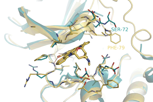Figure 2.  Superimpose RSK1 NTD complexed with Staurosporine (blue) onto the modeled RSK2 NTD (golden). The hydrogen bond interactions are shown with red dashed lines.