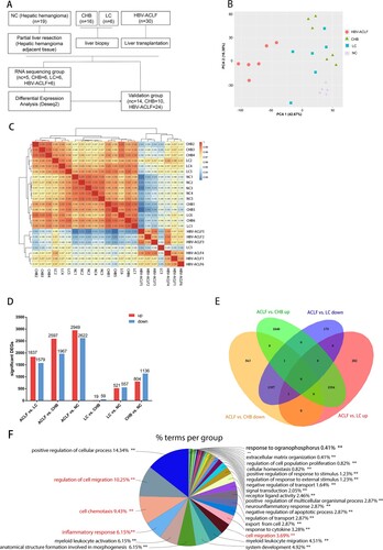 Figure 1. Transcriptomic characteristics of patients with HBV-ACLF. (A) Study design and patient group allocation. (B) Principal component analysis of subjects in the ACLF, LC, CHB and NC groups. (C) Hierarchical clustering analysis of subjects in the ACLF, LC, CHB and NC groups. (D) Number of DEGs analysed in pairwise comparisons among the four groups. (E) Venn diagram of the DEGs analysed in pairwise comparisons among subjects in the ACLF vs. CHB and ACLF vs. LC. (F) Biological pathways on ClueGO functional analyses from the overlapping up-regulated DEGs of ACLF vs. CHB and ACLF vs. LC. Abbreviations: ACLF, acute-on-chronic liver failure; CHB, chronic hepatitis B; DEGs, differentially expressed genes; HBV, hepatitis B virus; LC, liver cirrhosis; NC, normal controls.