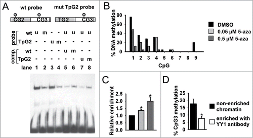 Figure 3. Methylation-sensitive YY1 binding to CGI shore. (A) Schematic view of GR wild type (wt) and CpG2 mutated probe (mut TpG2; upper panel). Representative EMSA shows methylation-sensitive binding of YY1 to in vitro methylated (m) CpG3 at the wt and mut TpG2 probe (lanes 1–4). YY1 binding to 32P-labeled probes was competed with a fold5- molar excess of unmethylated and methylated wt and mut TpG2 unlabeled competitors (comp.) (lanes 5–8; lower panel). (B) Methylation levels of GR CGI shore region of N6 cells after treatment with increasing concentrations of 5-azacytidine (5-aza). (C) Relative values of binding of YY1 to CGI shore region by ChIP in N6 cells either treated with DMSO or increasing concentrations of 5-aza (*P < 0.05 by one sample t-test; n = 4 experiments). (D) Methylation of non-enriched and YY1-immunoprecipitated (αYY1) chromatin was analyzed by single clone bisulfite sequencing (*P < 0.05 by paired t-test; n = 3 ChIPs; PVN tissues from 2–3 mice were pooled for each ChIP). Data are means ± SEM.