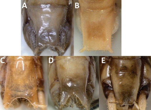 Figure 7. Male subgenital plates. A, Hemiandrus maculifrons; B, Hemiandrus luna sp. nov.; C, Hemiandrus brucei sp. nov.; D, Hemiandrus brucei sp. nov.; E, Hemiandrus nox sp. nov.