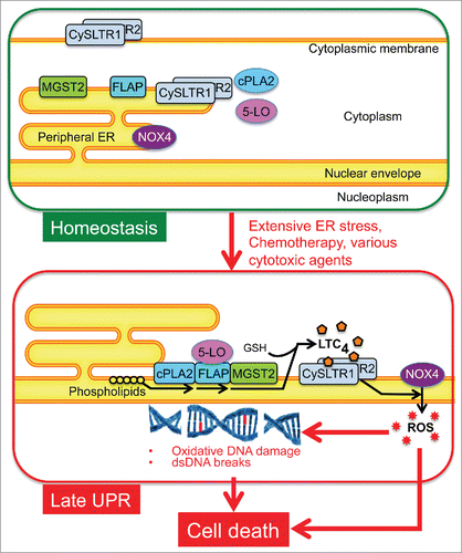 Figure 1. The stress-triggered signaling pathway leading to DNA damage and cell death.