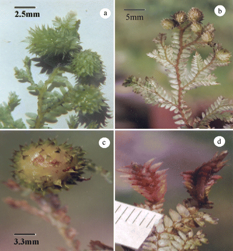 Figure 1.  Selaginella spp. (a) and (b) Galls on vegetative shoot apices of S. monospora and S. bisulcata, respectively. (c) A mature gall on vegetative shoot apex of S. monospora. (d) Strobilar galls of S. monospora.