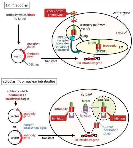 Figure 2. Differences between cytoplasmic/nuclear intrabodies and ER intrabodies. Via their retention signal KDEL, ER intrabodies (A) retain antigens passing the ER by binding to them. As antibodies are naturally produced in the ER, no particular selection for special folding/stability properties is required. In contrast, cytoplasmic/nuclear intrabodies (B) need to fold correctly in the reducing milieu of the cytoplasm. Further, they need to be tested and screened to identify antibodies which are capable, in addition to binding, to neutralise or inactivate their target's activity in the cytoplasmic biochemical milieu.