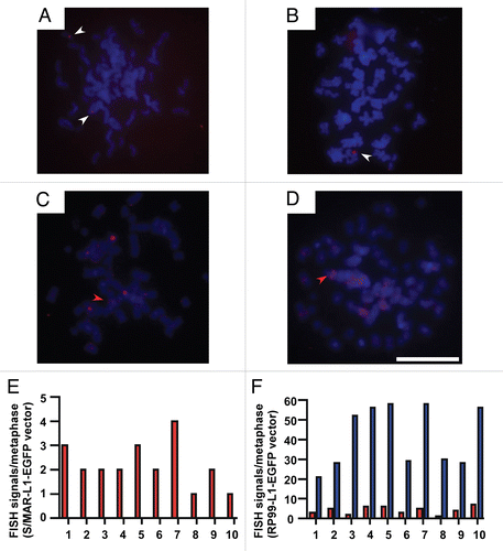Figure 3 FISH analysis of the L1 episomes on metaphase chromosomes. Metaphase spreads from HEK293 cells containing pS/MAR-L1-EGFP vector (A and B) were probed with an S/MAR-specific probe after 10 and 50 cell generations, respectively. FISH analysis of cells transfected with pRP99-L1-EGFP and probed with an EBNA-1-specific sequence after 10 and 50 cell generations are shown in (C and D), respectively. Nuclei were stained with DAPI (blue) and FISH probes (red). The colored and white arrows on metaphase chromosomal spreads indicate the integrated vectors as close double labels on sister chromatids and episomal vectors as individual hybridization signals. Scale bar represents 10 µm. (E and F) Quantification of the number of FISH signals per nucleus in HEK293 cells stably transfected with pS/MAR-L1-EGFP or pRP99-L1-EGFP vectors and grown for 50 cell generations in the presence of selective antibiotics. Individual FISH signals on metaphase spreads from 10 different transformed cells were analyzed for each construct and counted under fluorescence microscopy. The mean number of episomal (red column) or the integrated (blue column) vectors are shown for each construct.