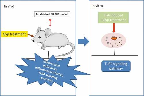 Figure 1. Effect of Gypenosides on liver tissue damage and biochemical indicators in NAFLD rat model. (a) Pathological changes of liver tissue were observed by hematoxylin and eosin (HE) staining in NAFLD rat model that treated with Gyp. (b) The scores were counted according to HE staining. (c) Serum total cholesterol level was detected by serum total cholesterol kit. (d) Triglyceride level was measured by triglyceride kit. (e) Aminotransferase (AST) level was detected by AST kit. (f) Alanine transaminase (ALT) level was detected by ALT kit. (g) Superoxide dismutase (SOD) level was detected by SOD kit. (h) Malondialdehyde (MDA) level was detected by MDA kit. n = 3, *P < 0.05, **P < 0.01, ***P < 0.001, vs. Control; ^P < 0.05, ^^P < 0.01, ^^^P < 0.001, vs. Model; #P < 0.05, ##P < 0.01, ###P < 0.001, vs. Control