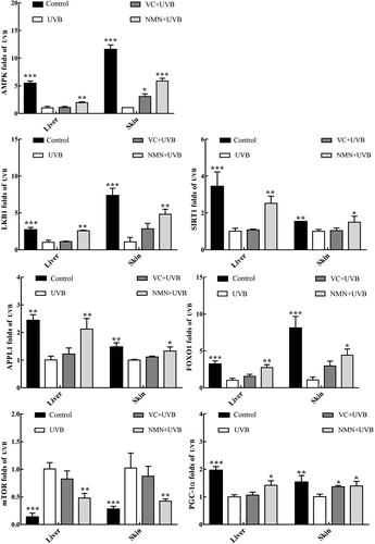 Figure 5 Gene expression of AMPK, SIRT1, LKB1, PGC-1α, APPL1, mTOR and FOXO in skin and liver tissues. *p < 0.05 compared to the UVB group; **p < 0.01 compared to UVB group; ***p < 0.001 compared to the UVB group.