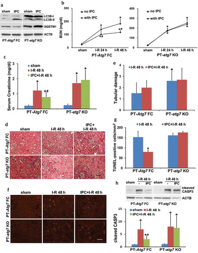 Figure 3. The protective effects of IPC against renal IRI are abrogated in PT-atg7 KO mice. (a) Floxed control (PT-Atg7 FC) and PT-atg7 KO mice were treated with sham or IPC and kidneys were collected for immunoblot analysis of LC3B and SQSTM1 (n = 3 for each). ACTB was used as a loading control. Floxed control and PT-atg7 KO mice were subjected to: (1) sham (n = 3 for each); (2) I-R (n = 8 for FC; n = 9 for KO); (3) IPC + I-R (n = 10 for each). Blood and kidneys were collected at the indicated time points for renal function, histology and immunoblot analyses. (b) BUN. (c) Serum creatinine. Data are expressed as mean ± SD. *, P < 0.05, significantly different from the sham group; #, P < 0.05, significantly different from I-R group. (d) Representative histology of renal cortex and outer medulla H-E staining. Scale bar: 50 µm. (e) Pathological score of tubular damage. (f) Representative images of TUNEL staining. Scale bar: 50 µm. (g) Quantification of TUNEL-positive cells. Data in (e and g) are expressed as mean ± SD. *, P < 0.05, significantly different from I-R group. (h) Representative blots and densitometric analysis of cleaved CASP3. ACTB was used as a loading control. After normalization with ACTB, the protein signal of the sham was arbitrarily set as 1, and the signals of other conditions were normalized to the sham to calculate fold changes. Data are expressed as mean ± SD. *, P < 0.05, significantly different from the sham group; #, P < 0.05, significantly different from I-R group.