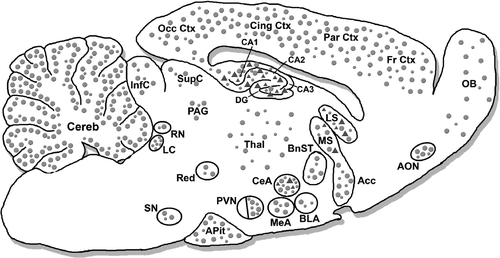 Figure 2 Schematic illustration of GR and MR expression in the rodent brain and anterior pituitary gland. GR is ubiquitously expressed throughout the brain, showing higher expression in a number of important limbic areas (e.g. CeA, PVN, hippocampus). MR expression is restricted to the hippocampus with minimal expression in amygdalar nuclei. Circles (•) represent GRs and triangles (▴) represent MRs. Abundance of receptors is given by the relative density of circles or triangles in an area. Acc-nucleus accumbens; AON-anterior olfactory nucleus; APit-anterior pituitary gland; BLA-basolateral nucleus of the amygdala; BnST-bed nucleus of the stria terminalis; CA1, CA2, CA3-hippocampal areas CA1 to CA3; CeA-central nucleus of the amygdala; Cereb-cerebellum; Cing Ctx-cingulate cortex; DG-dentate gyrus; Fr Ctx-frontal cortex; InfC-inferior colliculus; LC-locus coeruleus; LS-lateral septum; MeA-medial nucleus of the amygdala; MS-medial septum; OB-olfactory bulb; Occ Ctx-occipital cortex; PAG-periaqueductal gray; Par Ctx-parietal cortex; PVN-hypothalamic paraventricular nucleus; Red-red nucleus; RN-raphe nuclei; SupC-superior colliculus; SN-substantia nigra; Thal-thalamus. (Adapted from (Morimoto et al. Citation1996; Steckler and Holsboer Citation1999a; Kretz et al. Citation2001)).