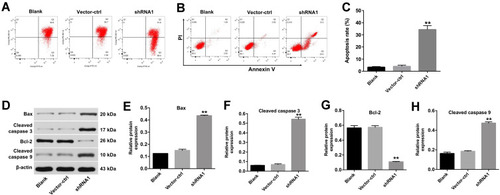 Figure 4 Downregulation of hsa_circ_0059955 induced apoptosis of NP cells. NP cells were infected with hsa_circ_0059955-shRNA1 for 72 h. (A) Changes in MMP evaluated via JC-1 staining and flow cytometry. (B) Apoptotic cells were detected with Annexin V and PI double staining. (C) The apoptotic cell rates were calculated. (D) Expressions of Bax, cleaved caspase 3, Bcl-2 and cleaved caspase 9 in NP cells were detected with Western blotting. (E–H) The relative expressions of Bax, cleaved caspase 3, Bcl-2 and cleaved caspase 9 in NP cells were quantified via normalization to β-actin. These experiments were repeated triply. **P < 0.01, compared with the blank group.