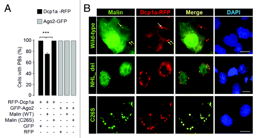 Figure 2. Malin regulates the recruitment of Dcp1a to PBs. (A) Bar diagram showing frequency of cells having Dcp1a or Ago2-positive PBs in HeLa cells cotransfected with the expression constructs as indicated (***, p < 0.0005; t-test; n = 3). (B) Representative images showing the colocalization pattern of wild-type malin or its mutant forms—C26S mutation affecting the RING domain, and deletion mutant F216_D233 del (identified as “NHL del”) affecting the carboxyl-terminal NHL domain—when coexpressed with the RFP-tagged Dcp1a in HeLa cells. Both mutants are known to cause LD in recessive condition, and are shown to lack E3 ubiquitin ligase activity.Citation31 Note the absence of Dcp1a positive PBs in the cell that had higher levels of wild-type malin expression and the presence of Dcp1a-positive PBs in the cell that had lower expression of wild-type malin (identified by arrows). No such difference was noted when malin mutants were coexpressed.