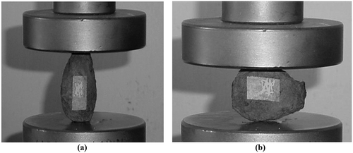 FIGURE 1 Compressive loading of wild apricot pit between two parallel plates on the texture analyzer machine: (a) longitudinal loading; (b) transverse loading.