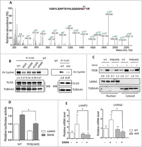 Figure 6. TFEB acetylation regulates its transcriptional activity. (A) Identification of TFEB acetylation sites (K91) using mass spectrometry analysis. pCMV-3 × Flag-TFEB was overexpressed into HEK293T cells. After 24 h post-transfection, cells were treated with SAHA (2 μM) for 12 h. TFEB was purified by immunoprecipitation with an anti-FLAG antibody and then analyzed using LC-MS/MS. Fragment ions containing acetylated Lys are denoted by * in red. (B) HEK293T cells were transiently transfected with FLAG-tagged WT TFEB or the single K91R, K103R, K116R, K430R mutants (left panel), and the [4KR] mutant (right panel). After the FLAG affinity isolation, the basal Ac-lysine level was detected by immunoblotting. (C) HCT116 cells were transfected with WT TFEB or TFEB[4KR] and then treated with 1 µM SAHA for 12 h. The cytosolic and nuclear fractions were prepared and subjected to immunoblotting. TUBA4A and LMNA were used as quality controls for the cytosolic and nuclear fractions, respectively. (D) HCT116 cells were first cotransfected with the TFEB-luc reporter construct and WT TFEB or TFEB[4KR], the cells were then treated with SAHA (1 μM) for 12 h and the relative luciferase unit (RLU) was measured. (E) HCT116 cells were first transfected with WT TFEB or TFEB[4KR], then treated with SAHA (1 μM) for 12 h and subsequently cells were harvested for RNA extraction. Real-time PCR was performed to determine the mRNA level of LAMP1 and UVRAG. GAPDH was used as an endogenous control. In Panel D and E, data are presented as mean ± SD from 2 independent experiments. Statistical significance is indicated in the bar chart (* P < 0.05).