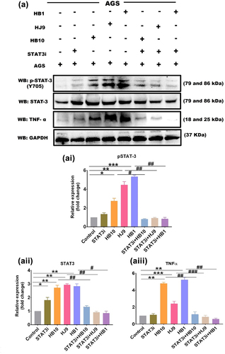 Figure 7. BP-1-102 inhibited the expression of STAT3 in H. pylori-infected gastric epithelial cells. (a) A representative western blot image of pSTAT3, STAT3, and tNFΑ in AGS cells after BP-1-102 treatment for 2 hrs followed by H. pylori infection with HB10, HJ9, and HB1 for 24 hrs. Quantification of western blot images of (ai) pSTAT3, (aii) STAT3, (aiii) TNFα through image J software and data was represented in fold change. Data represents significantly reduced expression of pSTAT3, STAT3, and TNFα in STAT3i treated followed by H. pylori infected AGS cells. The experiment was performed for two biological and two technical replicates (four data points), and the results are shown as the mean ± SD for three data points. An unpaired t-test was used to analyze the data. p < 0.05 was considered significant in all the cases. p-values of < 0.05, < 0.01 and < 0.0001 were represented with *, ** and *** respectively for significant upregulation and #, ##, and ### for significant downregulation.