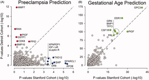Figure 1. Highest-ranking proteins associated with PE differ between cohorts. (A) All 1116 proteins included in the analysis are plotted according to their respective p value when comparing women with PE to women with uncomplicated pregnancies in the Stanford (x-axis) and the Detroit (y-axis) cohorts. The highest-ranking proteins are not shared between the Stanford and the Detroit cohorts. (B) In contrast, the highest-ranking proteins predicting GA are shared between the Stanford and the Detroit cohorts . APOB: apolipoprotein; BMP1: bone morphogenetic protein 1; BMP10: bone morphogenetic protein 10; CDK8: cyclin-dependent kinase 8:cyclin-C complex; CSF1R: macrophage colony-stimulating factor 1 receptor; DDR1: discoidin domain receptor 1; DR6: tumor necrosis factor receptor superfamily member 21; GPC3: glypican-3; GRN: granulins; GSTP1: glutathione S-transferase P; IGI-I sR: insulin-like growth factor 1 receptor; sLeptin R: Leptin receptor; MMP7: matrilysin; PIGF: placenta growth factor; PPID: peptidyl-prolyl cis-trans isomerase D; PRL: prolactin; RAN: GTP-binding nuclear protein Ran; SAP: serum amyloid P-component; SPARCL: SPARC-like protein 1; TFF3: trefoil factor 3; TXD12: thioredoxin domain-containing protein 12; XPNPEP1: Xaa-Pro aminopeptidase 1.