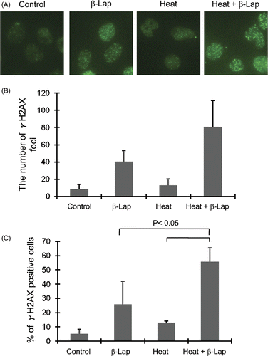 Figure 4. Effect of β-lap and heat treatment on the phosphorylation of H2AX. β-Lap: Cells were incubated with 7.5 µM β-lap for 1h, incubated at 37°C for 30 min and the expression of γH2AX was determined. Heat: cells were heated at 42°C for 1 h, incubated at 37°C for 24 h and the expression of γH2AX was determined. Heat + β-Lap: cells were heated at 42°C for 1 h, incubated at 37°C for 24 h, treated with 7.5 µM β-lap for 1 h, incubated at 37°C for 30 min and the expression of γH2AX was determined. (A) Immunofluorescent staining for γH2AX; (B) average number of γH2AX foci in each cell; (C) percentages of γH2AX positive cells.