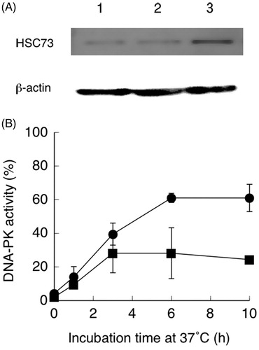 Figure 4. (A) Western blot showing increased HSC73 and β-actin expression in hybrid cells carrying pcDNA3.1-HSC73. Lane 1: control hybrid cells; lane 2: hybrid cells carrying the pcDNA3.1 vector; lane 3: hybrid cells carrying pcDNA3.1-HSC73. (B) Recovery of DNA-dependent protein kinase (DNA-PK) activities during incubation at 37 °C after heat treatment at 44 °C for 15 min. Hybrid cells were transfected with pcDNA3.1-HSP73 (●) or the pcDNA3.1vector (■). Non-treated hybrid cell DNA-PK activity was set to 100%. Data are the average of two independent experiments. Error bars show the range.