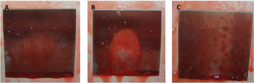 Figure 5. Biofilms on stainless steel coupons detected after the spray application of the solution with hydrogen peroxide, phosphonates, surfactants, and bleaching agents of (A) E. coli, (B) P. aeruginosa, and (C) L. brevis, placed in a flat position.Figura 5. Biofilms en cupones de acero inoxidable detectadas después de la aplicación mediante rociado de la solución con peróxido de hidrógeno, fosfonatos, surfactantes y agentes blanqueadores de (A) E. coli, (B) P. aeruginosa, y (C) L. brevis, colocadas en posición plana.