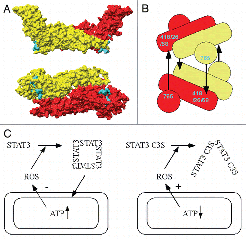 Figure 1 (A) Antiparallel, inactive STAT1 core dimer rendered as space-filling model with protomers indicated in red and yellow. Amino acids vicinal to the βeβf loop, which is unresolved in the crystal structure, and S462 (=STAT3 C468) are indicated in cyan. Lower image is rotated 90µ about horizontal axis with respect to upper image. (B) Diagram of proposed STAT3 tetramer in which STAT3 cores are depicted as cylinders and C-TADs as spheres. The black arrows indicate inter-chain disulphides. (C) Model for STAT3 control of respiration and ROS production. On the left, the oxidized tetramer increases mitochondrial ATP production and reduces ROS generation. On the right, the redox-insensitive STAT3 C3S mutant is unable to operate this feedback mechanism.
