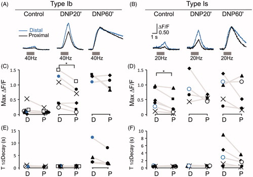 Figure 10. Effects of mitochondrial inhibition by DNP on GCaMP signal gradients in amplitude and decay kinetics. (A, B) Representative ΔF/F traces of type Ib (40 Hz) and Is (20 Hz) boutons, respectively, with the traces of the bouton pairs from the distal and proximal ends superimposed. (C, D) Comparisons of distal–proximal pairs of max ΔF/F from individual nerve branches, encoded with different symbols. Blue (grey) and black circles represent the pairs of ΔF/F traces displayed above. (E, F) Comparisons of the half-decay time of GCaMP signals in the distal–proximal pairs shown in (C, D). 6 NMJs from six larvae.