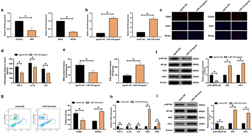 Figure 2. Elevated miR-124 boosts M2 polarization. (a): RT-qPCR test of miR-124; (b): RT-qPCR detection of miR-124 after delivering miR-124 mimic or miR-124 agomir; (c): Immunofluorescence detection of CD68 and CD206 in AMP rats’ cerebral cortex; (d,e): ELISA examination of TNF-α and IL-1β, IL-6, MDA, and SOD; (f): Western blot test of p-NF-κB/NF-κB, Nrf2, and HO-1; (g): flow cytometry detection of CD68+ and CD206+ microglial cell proportion; (h): RT-qPCR test of TNF-α, IL-1β, IL-6, MDA, and SOD; (i): Western blot test of p-NF-κB/NF-κB, Nrf2, and HO-1. (a,b), in AMP rats’ brain tissue and microglial cells. (d–f), in AMP rats’ brain tissue. (h,i), in microglial cells. (c-i), after elevating miR-124.