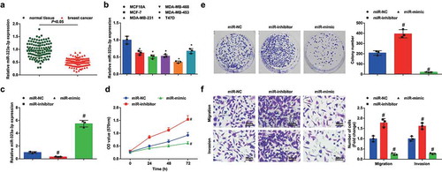 Figure 2. MiR-323a-3p upregulation inhibits malignancy of BC cells and miR-323a-3p downregulation has opposite effects. A, miR-323a-3p expression in BC tissues and adjacent normal tissues detected using RT-qPCR (n = 108); B, miR-323a-3p expression in BC cell lines and human mammary cell line MCF10A detected using RT-qPCR; C, miR-323a-3p expression in MDA-MB-453 cells detected using RT-qPCR after transfection of miR-323a-3p NC, miR-323a-3p mimic, or miR-323a-3p inhibitor; D, viability of MDA-MB-453 cells assessed using CCK-8 assay after transfection of miR-323a-3p NC, miR-323a-3p mimic, or miR-323a-3p inhibitor; E, colony formation ability of MDA-MB-453 cells assessed using colony formation assay after transfection of miR-323a-3p NC, miR-323a-3p mimic, or miR-323a-3p inhibitor; F, migration and invasion of MDA-MB-453 cells assessed using Transwell assay after transfection of miR-323a-3p NC, miR-323a-3p mimic, or miR-323a-3p inhibitor; repetitions = 3; the measurement data conforming to the normal distribution were expressed as mean ± standard deviation, unpaired t-test was performed for comparisons between two groups and one-way ANOVA was used for comparisons among multiple groups, followed by Tukey’s post hoc test; * P < 0.05 vs the MCF10A cell line; # P < 0.05 vs the miR-NC group