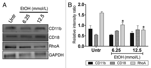 Figure 2. EtOH impairs complement receptor 3-mediated phagocytosis. (A) Western blot (WB) analyses of CD11b, CD18, and RhoA of untreated and EtOH (6.25 or 12.5 mmol/L)-treated J774.16 cells. (B) Quantitative measurements of individual band intensity in WB in (A) for CD11b, CD18, and RhoA using Image J software. GAPDH was used as a loading control to determine the relative intensity ratio. Bars are the averages of three independent gel results, and error bars denote standard deviations. Asterisks denote a reduction (*P < 0.001) in the intensity of the band of RhoA compared with GAPDH. The experiments were performed thrice with similar results obtained.