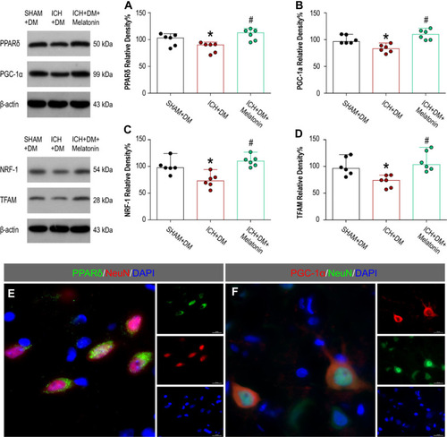 Figure 4 Melatonin activated the PPARδ/PGC-1α pathway. Western blotting was performed to detect the expression of (A) PPARδ, (B) PGC-1α, (C) NRF-1, and (D) TFAM. Immunofluorescence staining indicated that (E) PPARδ and (F) PGC-1α were mainly expressed in neurons. N = 6 per group. *P < 0.05 versus SHAM+DM group; #P < 0.05 versus ICH+DM group. Mann–Whitney U-tests were used for (A–D).