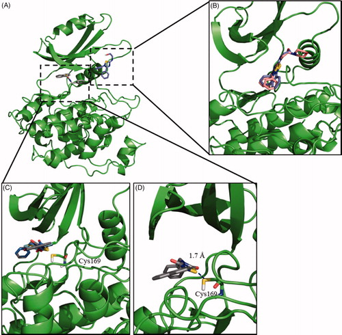 Figure 1. Binding mode into the LmjGSK-3 enzyme for ITDZ, TDZD, and HMK representative compounds. (A) Blind docking poses obtained from the most representative clusters for 2 (TDZD) and 4 (ITDZ) in the ATP binding site and the substrate binding site, respectively. (B) Superimposition of most representative regular docking results of ITDZ compounds 3 and 4. (C) Superimposition of the best covalent docking poses obtained for TDZDs (1 and 2) and HMK 5. (D) Detailed view of the covalent docking for compound 2.