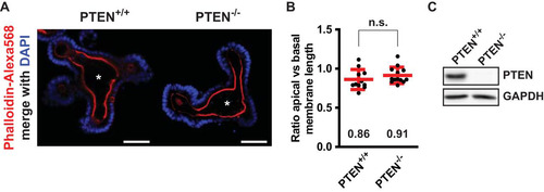 FIG 7 Deletion of PTEN in mouse small intestinal organoids does not result in severe morphological defects. (A) Uninduced (PTEN+/+) and induced (PTEN−/−) mouse small intestinal organoids stained for actin (phalloidin-Alexa Fluor 568) and DNA (DAPI). Scale bars, 50 μm. Asterisks indicate the position of the central lumen. (B) Ratio of apical versus basal membrane length of enterocytes that line the central lumen. Red bars represent the average. Error bars represent the standard deviation (SD) (n > 11 organoids in at least two experiments). n.s., not significant using independent sample t tests (P > 0.05). (C) Western blot of uninduced and induced organoid lysates probed for PTEN and GAPDH.