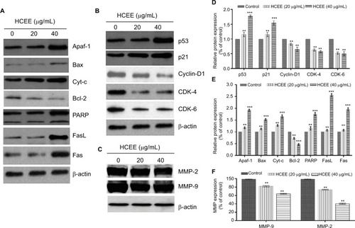 Figure 10 Western blot analysis. Cells treated with HCEE were lysed for Western blot analysis with antibodies against (A) apoptosis, (B) cell cycle and (C) cell migration and invasion proteins. (D–F) Densitometry analysis of proteins performed using ImageJ software.Notes: β-actin was used as a reference gene. The blots represent one typical result from three independent experiments. **P<0.01 and ***P<0.001 were considered statistically significant differences between the control and treated groups.Abbreviation: HCEE, Hedychium coronarium ethanol extract.