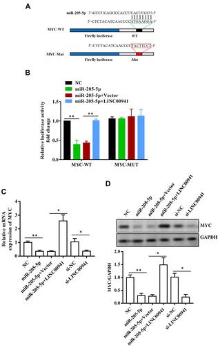 Figure 7 MiR-205-5p targets MYC. (A and B) MiR-205-5p can target MYC was proved by luciferase reporter assays. (C and D) MYC expression level in each group of transfected LoVo cells was detected by RT-qPCR and Western blot analysis. *P < 0.05, **P < 0.01.