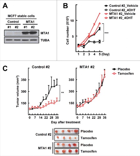 Figure 3. MTA1 induces tamoxifen resistance in vitro and in vivo. (A) The MTA1-overexpressing MCF7 cells were established using the pLJM1 lentiviral vector system. Expression level of MTA1 protein was analyzed by western blotting. (B) The MTA1-overexpressing MCF7 cells and the control cells were treated with 1 μM 4OHT for the indicated time points. The number of viable cells were counted using a hemocytometer. Cell numbers were presented as the mean±SEM from duplicate plates and data obtained from 1 of 3 independent experiments with similar results are presented. ***, P< 0.001. (C) Female athymic nude mice were inoculated with the MTA1-overexpressing MCF7 cells. When tumor volume reached approximately 100 mm3, a tamoxifen or mock pellet was implanted subcutaneously. Five wk later, the xenograft tumors were harvested and tumor volume was measured (top). Representative tumor images are shown (bottom). Data were expressed as mean±SEM (n = 4 to 8) in each group. **, P< 0.01.