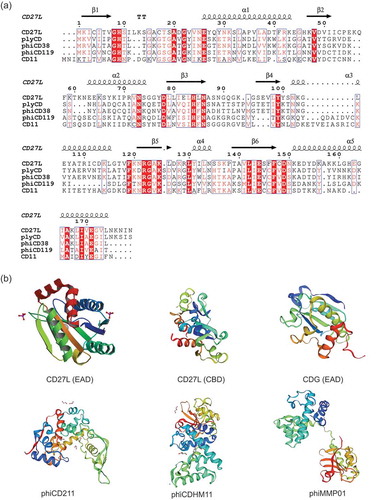 Figure 3. Sequence and structural analysis of C. difficile endolysins. (a) Sequence of the amidase containing catalytic domain of CD27L aligned to other amidase containing endolysins of C. difficile. Multiple-sequence alignment was performed by Clustal Omega and visualized by ESPript using CD27L endolysin structure (PDB code 3QAY) as the query. The position of amino acid residues based on CD27L amidase domain is shown. Secondary structure of CD27L1–179 is displayed, with arrows indicating beta strands and ribbons indicating alpha helices. Conserved residues can be visualized as white text on a red background, while amino acids with similar properties written in red text; (b) protein 3D structure of enzymatically active domains (EAD) and cell-wall binding domains (CBD). Homology modeling was performed by Swiss-model server (https://swissmodel.expasy.org/). The predicted model of CDG, phiCD211, phiCDHM11 and phiCDMMP01 were generated using protein data bank (PDB) templates 2L47, 5WQW, 4HPE and 4FDY, respectively.