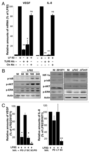 Figure 7. AIEC LF82-induced cell signaling pathways require binding of flagella to TLR5. (A) Quantification of VEGF and IL-8 mRNA by qPCR in LF82 (MOI = 10)-infected T84 cells pre-treated with anti-TLR5 and non-relevant antibodies indicates that LF82 bacterial component should interact with TLR5 to induce VEGF and IL-8 mRNA increase levels. Antibodies are added 1h prior to infection at 10 μg/ml. Data are expressed as the mean of the relative amount of mRNA expressed by 8 × 106 cells ± s.e.m. (n = 3). *p < 0.05, **p < 0.01 relative to values of LF82-infected vs. commensal-infected T84 cells. (B) Immunoblot showing HIF-1α and phosphorylation of ERK, AKT and IκB in T84 cells before and after exposure to LF82 bacteria (MOI = 10) for indicated times (left panel) or indicated bacteria at a MOI of 10 for a 2 h period (right panel). The total actin level is monitored as a control for equal protein loading. Here we show that LF82 bacteria induce classical ERK, AKT and IκB signaling pathways. (C) Effect of cell signaling inhibitors on VEGF and IL-8 gene expression of LF82-infected T84 cells. MEK inhibitor (PD184352, 5 μM), PI-3 Kinase inhibitor (LY203580, 25 μM) and IKK inhibitor (SC-514, 100 μM) were added to the cells 1h prior to infection. ERK and IκB dependent signaling pathways are required to mediate LF82-induced production of angiogenic factors. Data are expressed as the mean of the relative amount of mRNA expressed by 8 × 106 cells ± s.e.m. (n = 4). *p < 0.05, **p < 0.01 relative to values of LF82-infected vs. commensal-infected T84 cells.