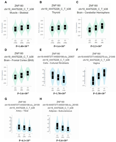 Figure 1 Functional relevance of rs2571051 on gene expression and splicing events in GTEx database. rs2571051 was significantly associated with ZNF180 level in the (A) Muscle-skeletal (P = 1.40×10−11), (B) Thyroid (P = 1.6×10−5), (C) Brain-Cerebellar Hemisphere (P = 2.3×10−5) and (D) Brain-Frontal Cortex (BA9) (P = 3.6×10−5); rs2571051 can affect the splicing events of (E) Cells-Cultured fibroblasts (P = 1.70×10−9), (F) Vagina (P = 3.10×10−7), (G) Artery-Tibial (P = 4.1×10−6) and (H) Adipose-Subcutaneous (P = 5.4×10−6).